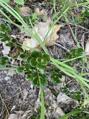 Arctostaphylos uva-ursi