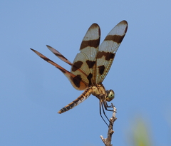 Celithemis eponina