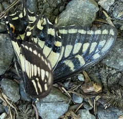 Papilio zelicaon