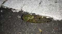 Macrosemia matsumurai