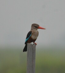 Halcyon leucocephala