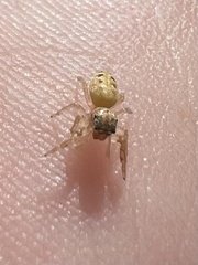 Salticidae