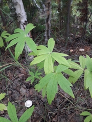 Anemonastrum dichotomum