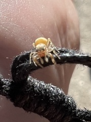 Salticidae