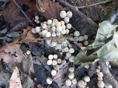 Fungi
