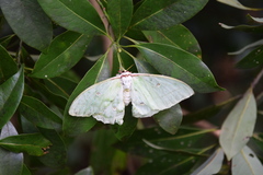 Actias aliena aliena