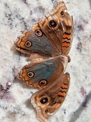 Junonia