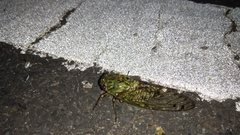 Macrosemia matsumurai