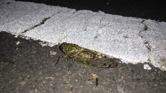 Macrosemia matsumurai