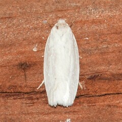 Antaeotricha