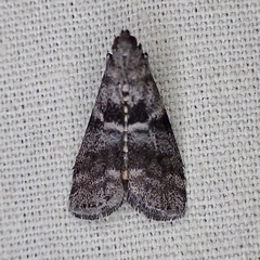 Actrix nyssaecolella