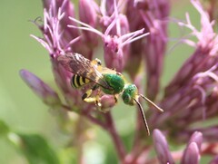 Agapostemon splendens
