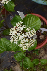 Viburnum japonicum