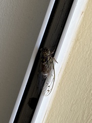 Cicada