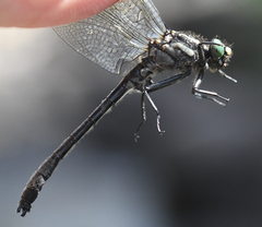 Hylogomphus adelphus