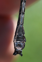 Hylogomphus adelphus