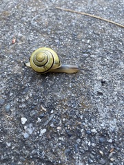 Cepaea