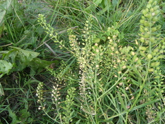 Lepidium densiflorum