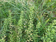 Lepidium densiflorum