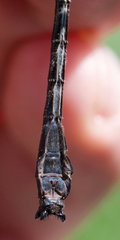 Hylogomphus adelphus