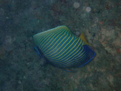 Pomacanthus imperator