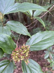 Viburnum urceolatum