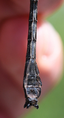 Hylogomphus adelphus