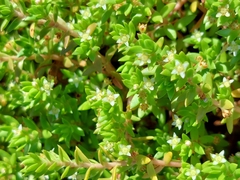 Crassula helmsii