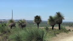 Xanthorrhoea preissii
