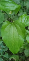 Smilax tamnoides