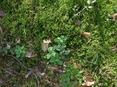 Vaccinium vitis-idaea