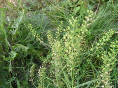 Lepidium densiflorum