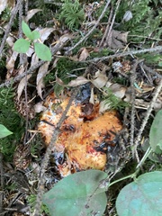 Hypomyces