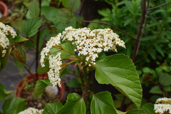 Viburnum japonicum