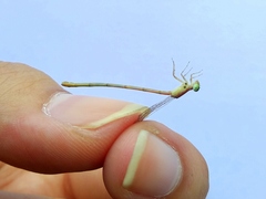 Agriocnemis pygmaea