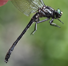Hylogomphus adelphus