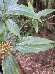 Viburnum urceolatum