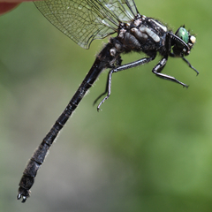 Hylogomphus adelphus