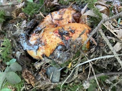 Hypomyces