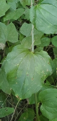 Smilax tamnoides