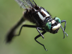 Hylogomphus adelphus