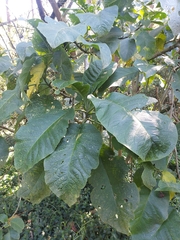 Brugmansia arborea