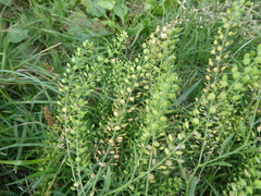 Lepidium densiflorum
