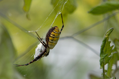 Argiope trifasciata