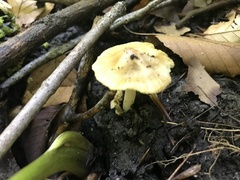 Fungi