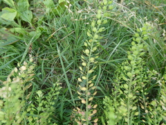 Lepidium densiflorum