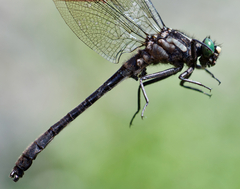 Hylogomphus adelphus
