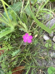 Caryophyllaceae