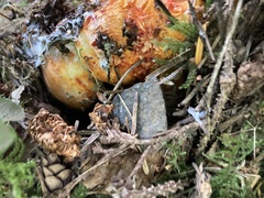Hypomyces