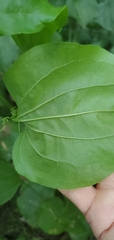 Smilax tamnoides